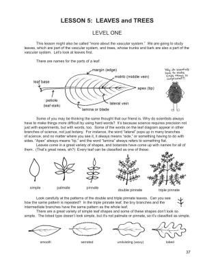 LESSON 5: LEAVES and TREES