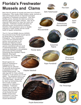 Florida's Freshwater Mussels and Clams Pea Clam More Than 60 Species of Mussels and Clams Live in Floridaʼs Dark Falsemussel Freshwaters