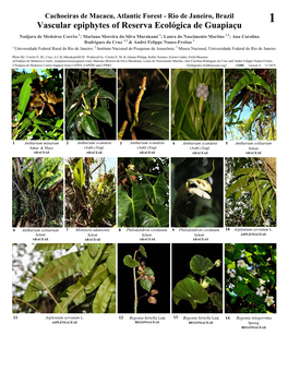 Vascular Epiphytes of Reserva Ecológica De Guapiaçu