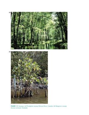 Mangrove Swamp (Caroni Wetland, Trinidad)