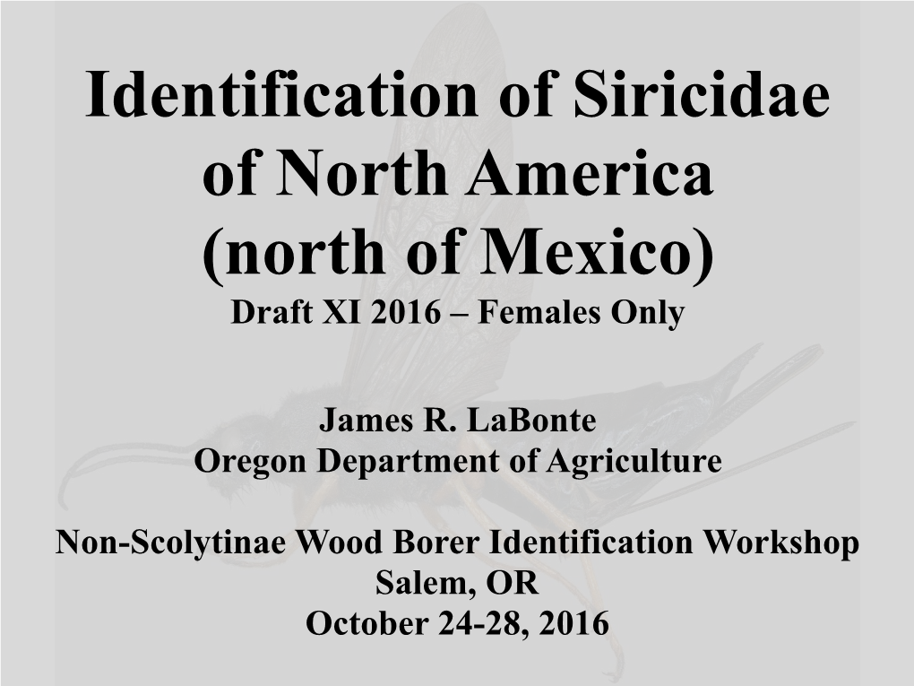 Key to the Siricidae of North America