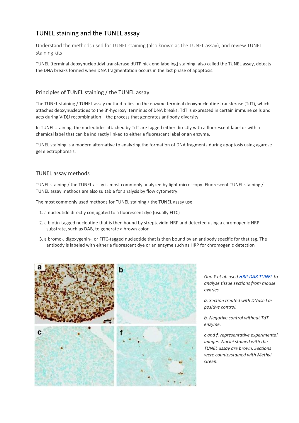 TUNEL Staining and the TUNEL Assay