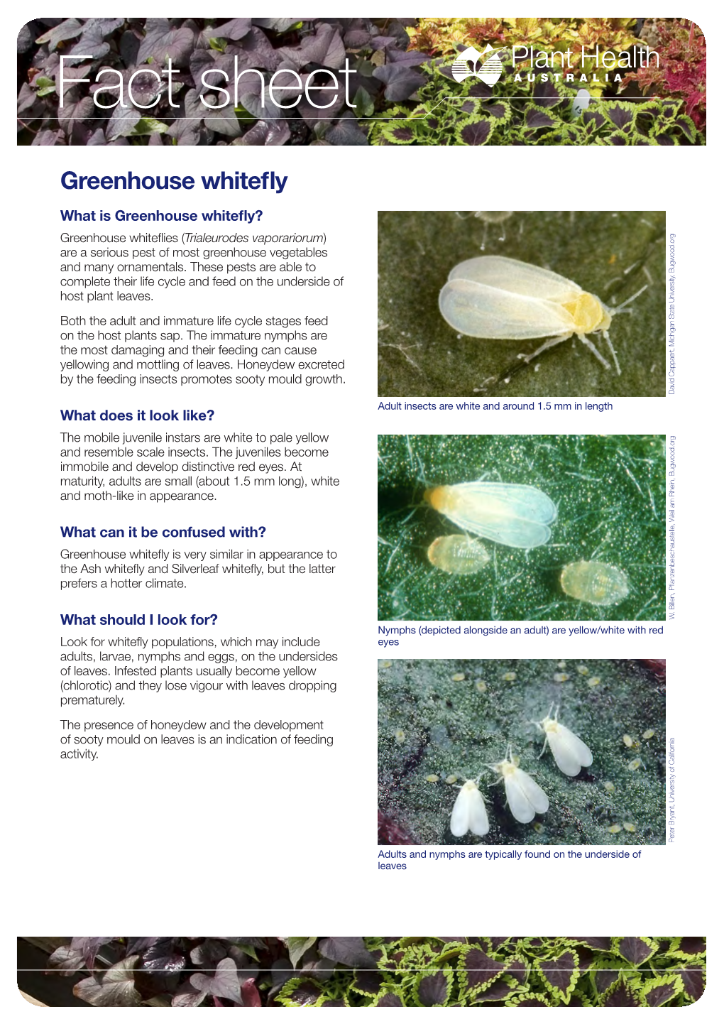 Greenhouse Whitefly