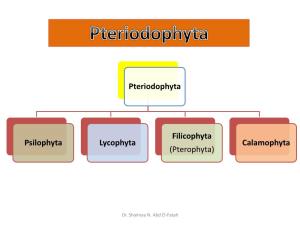 Pteriodophyta Psilophyta Lycophyta Filicophyta (Pterophyta) Calamophyta