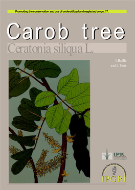 Carob Tree Ceratonia Siliqua L