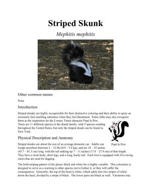 Striped Skunk Mephitis Mephitis