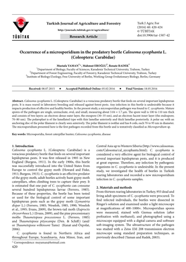 Occurrence of a Microsporidium in the Predatory Beetle Calosoma Sycophanta L