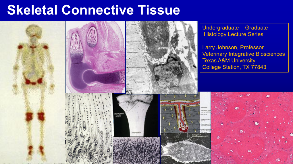 Skeletal Connective Tissue