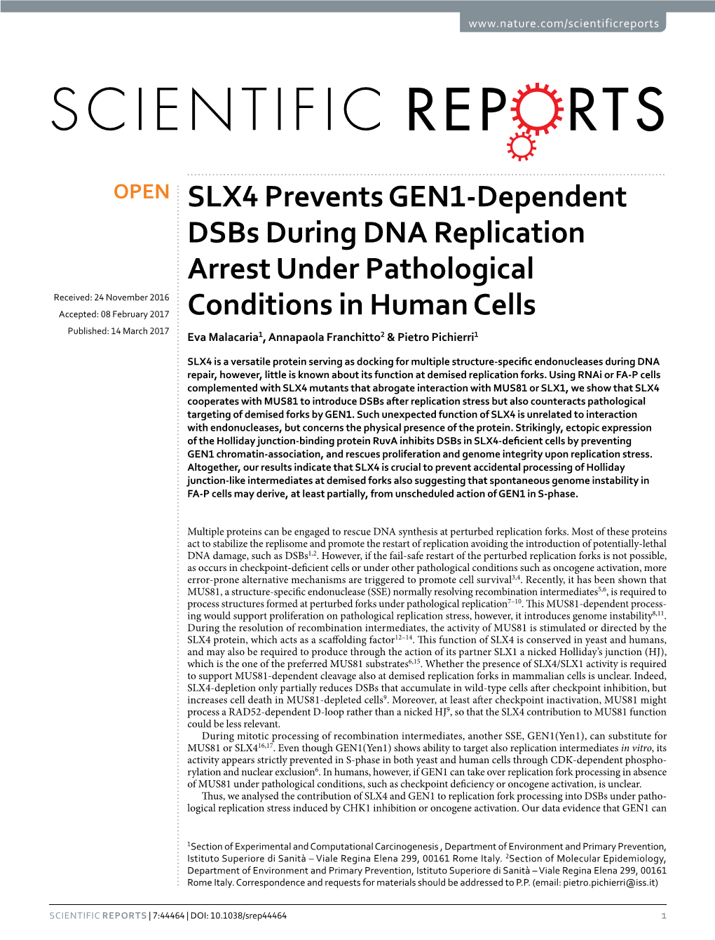 SLX4 Prevents GEN1-Dependent Dsbs During DNA Replication