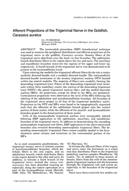 Afferent Projections of the Trigeminal Nerve in the Goldfish, Carassius Auratus R.L