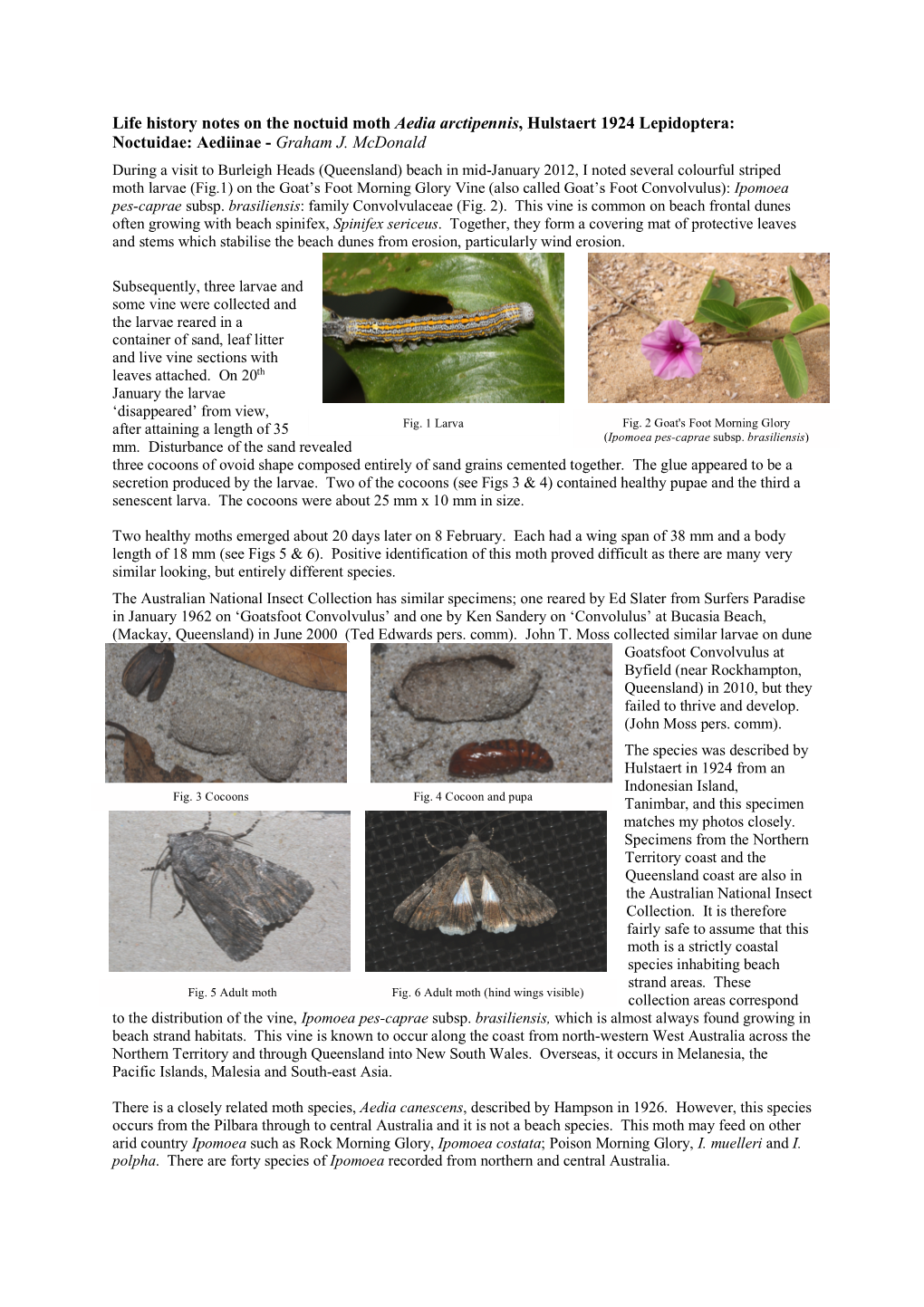 Life History Notes on the Noctuid Moth Aedia Arctipennis, Hulstaert 1924 Lepidoptera: Noctuidae: Aediinae - Graham J