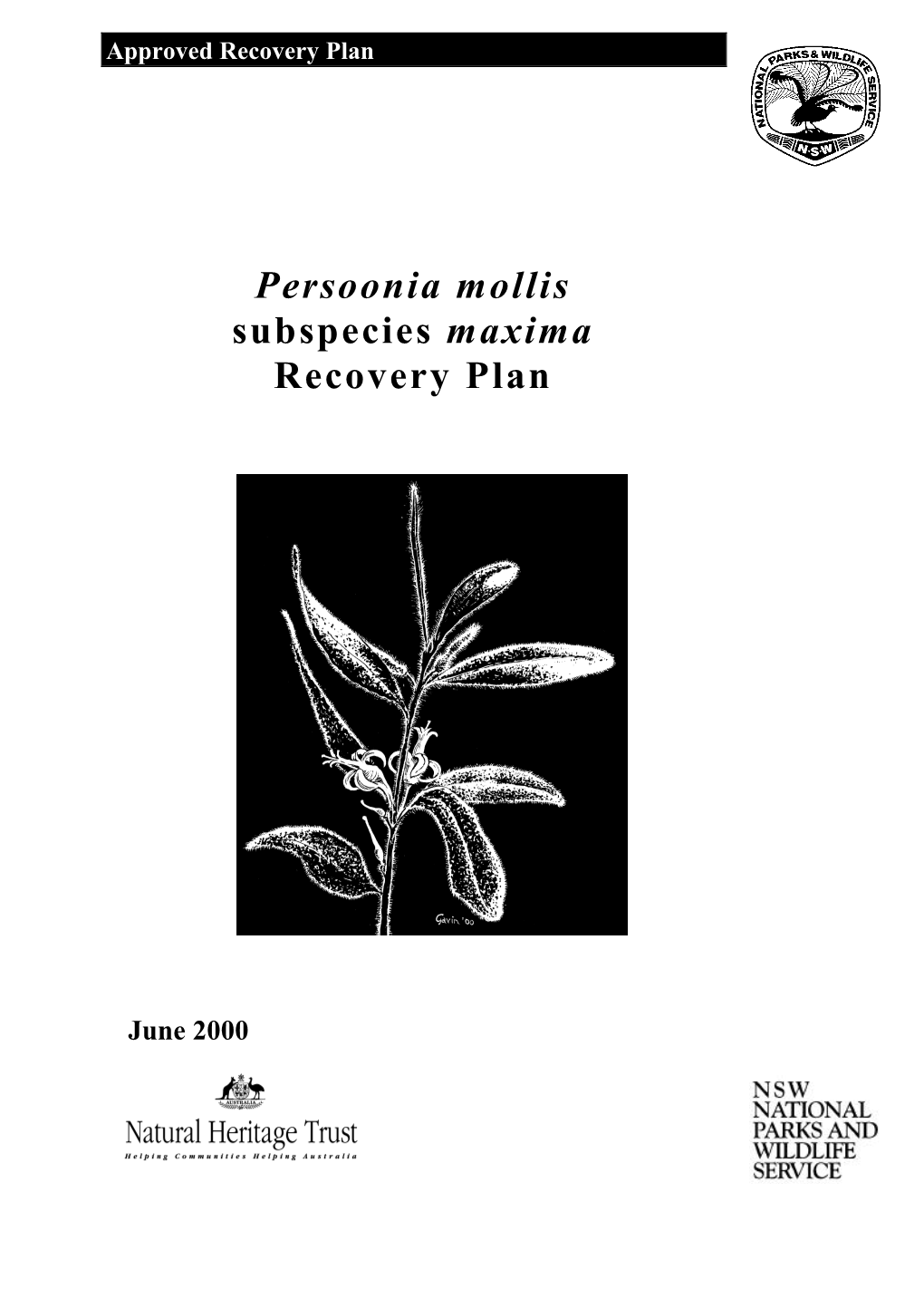 Persoonia Mollis Subsp. Maxima (A Shrub)