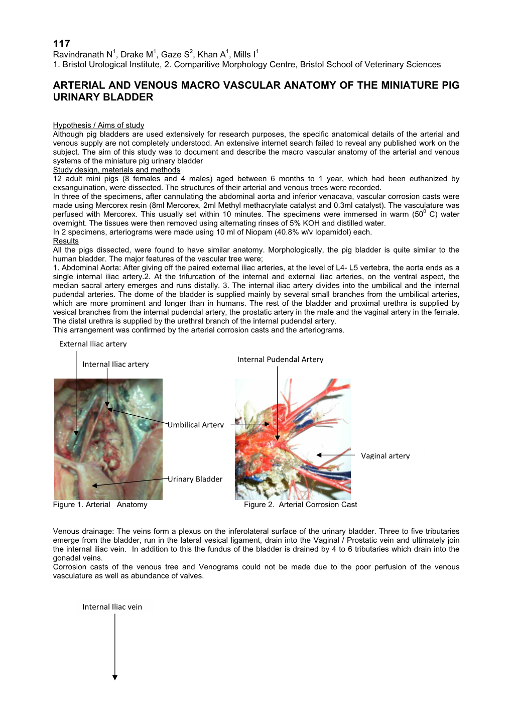 117 Arterial and Venous Macro Vascular Anatomy of the Miniature Pig Urinary Bladder