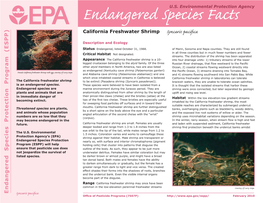 California Freshwater Shrimparesmall.Females Areusually (Corpus)