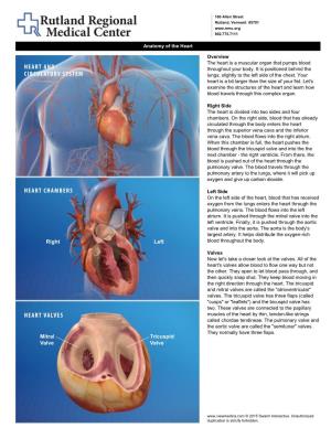 Heart and Circulatory System Heart Chambers