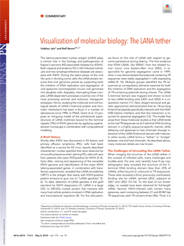 Visualization of Molecular Biology: the LANA Tether Vaibhav Jaina and Rolf Rennea,B,C,1