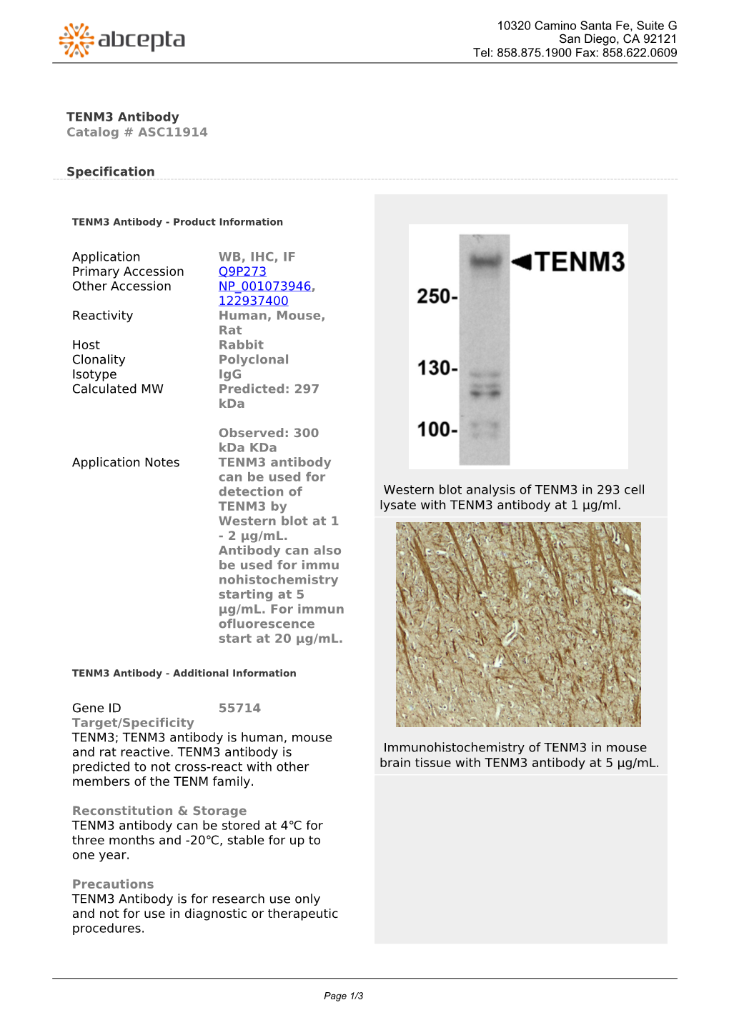 TENM3 Antibody Catalog # ASC11914