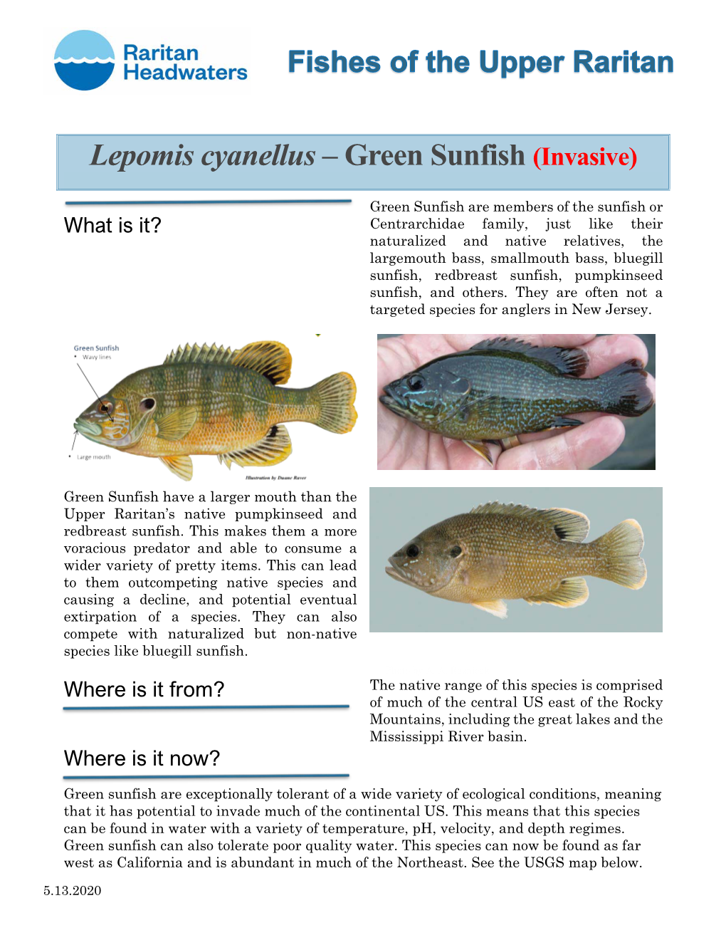 Lepomis Cyanellus – Green Sunfish (Invasive)