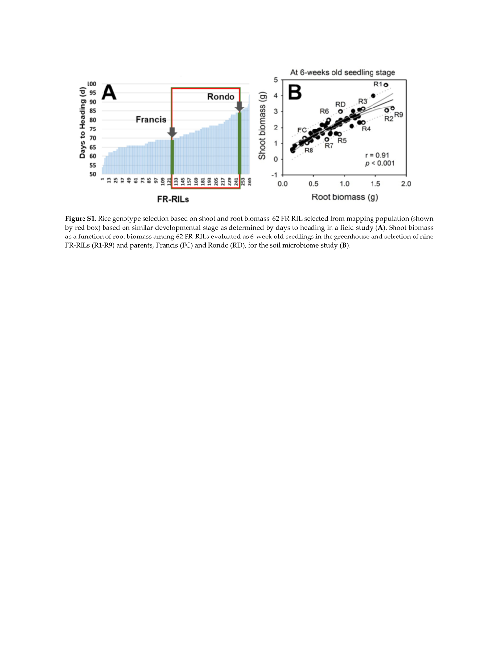 Figure S1. Rice Genotype Selection Based on Shoot and Root Biomass