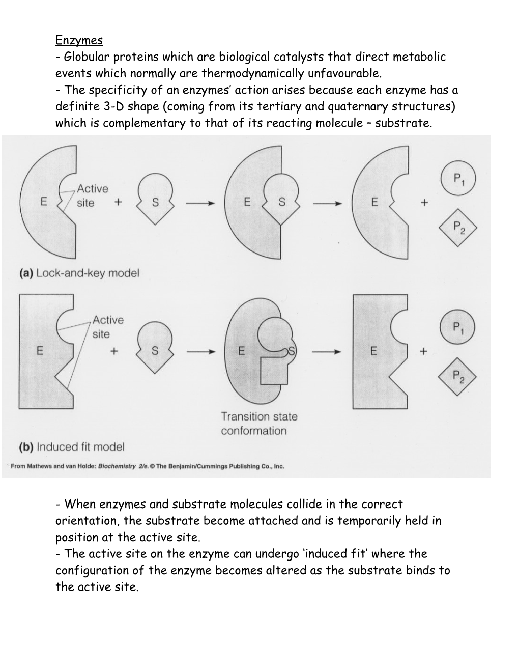 Globular Proteins Which Are Biological Catalysts That Direct Metabolic Events Which Normally