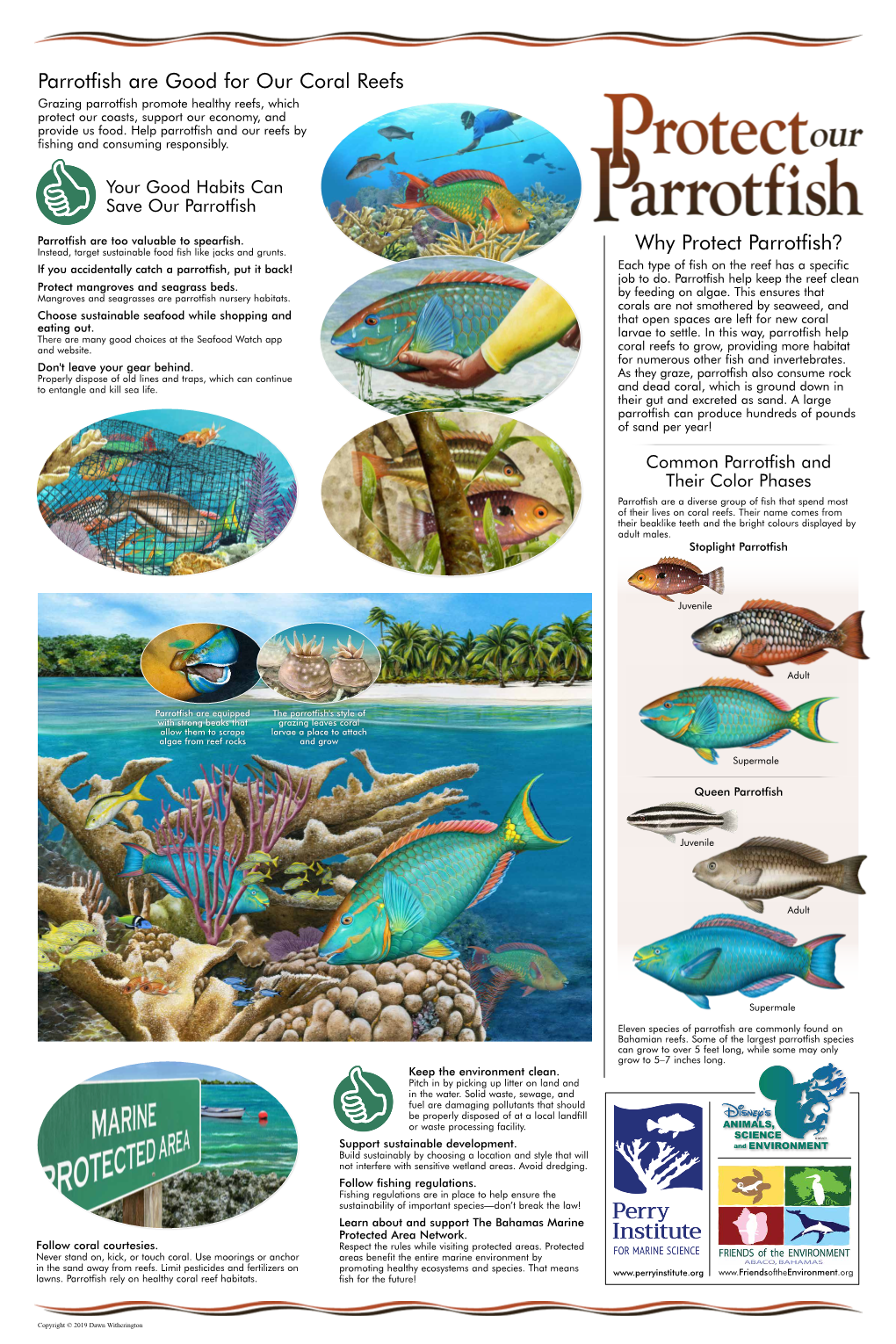 Parrotfish Are Good for Our Coral Reefs Why Protect Parrotfish?