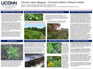 Artemisia Vulgaris (Mugwort): Overlooked Infiltrator of Meadow Habitats Authors: Sigrun N