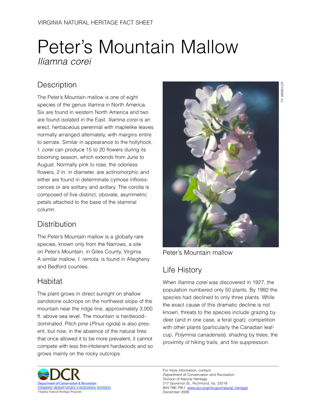 Peter's Mountain Mallow