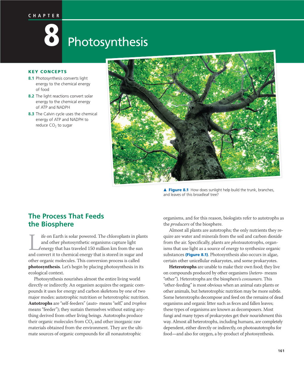 8 Photosynthesis