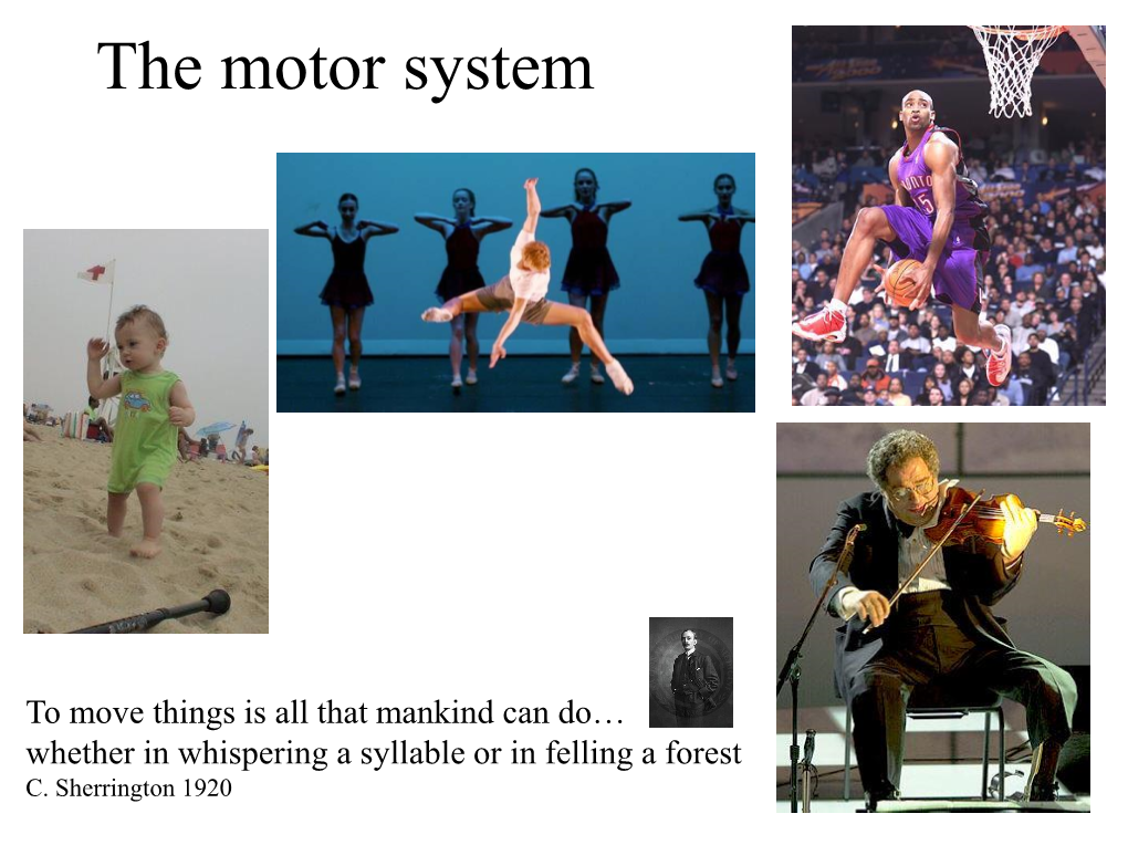 The Motor System