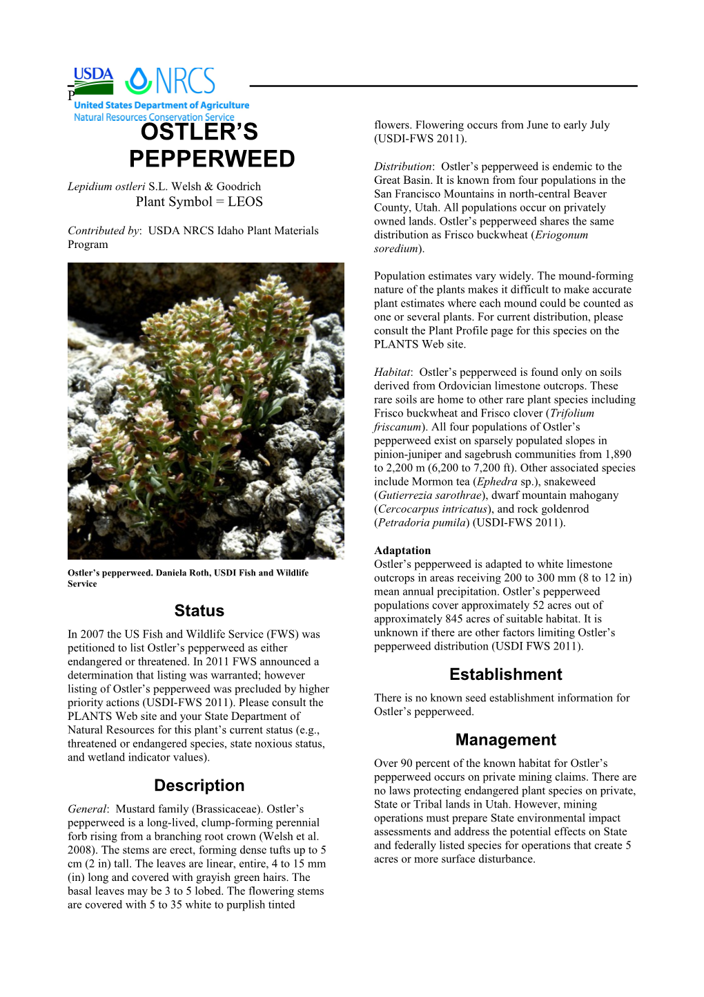 Plant Guide for Ostler's Pepperweed (Lepidium Ostleri)