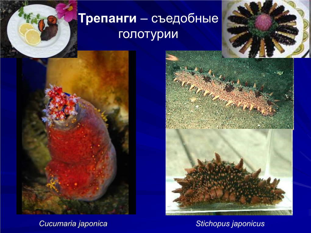 Anatomy of Ophiuroidea