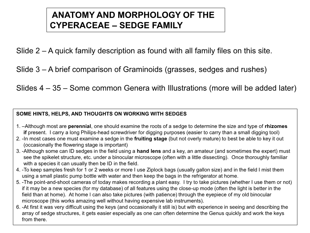 Anatomy and Morphology of the Cyperaceae – Sedge Family