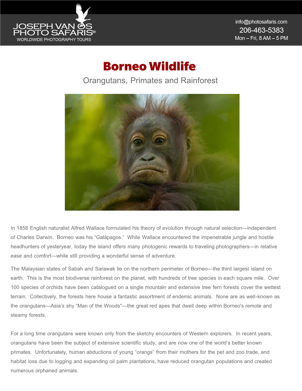 Borneo Photo Tour | Orangutans, Primates and Rainforest