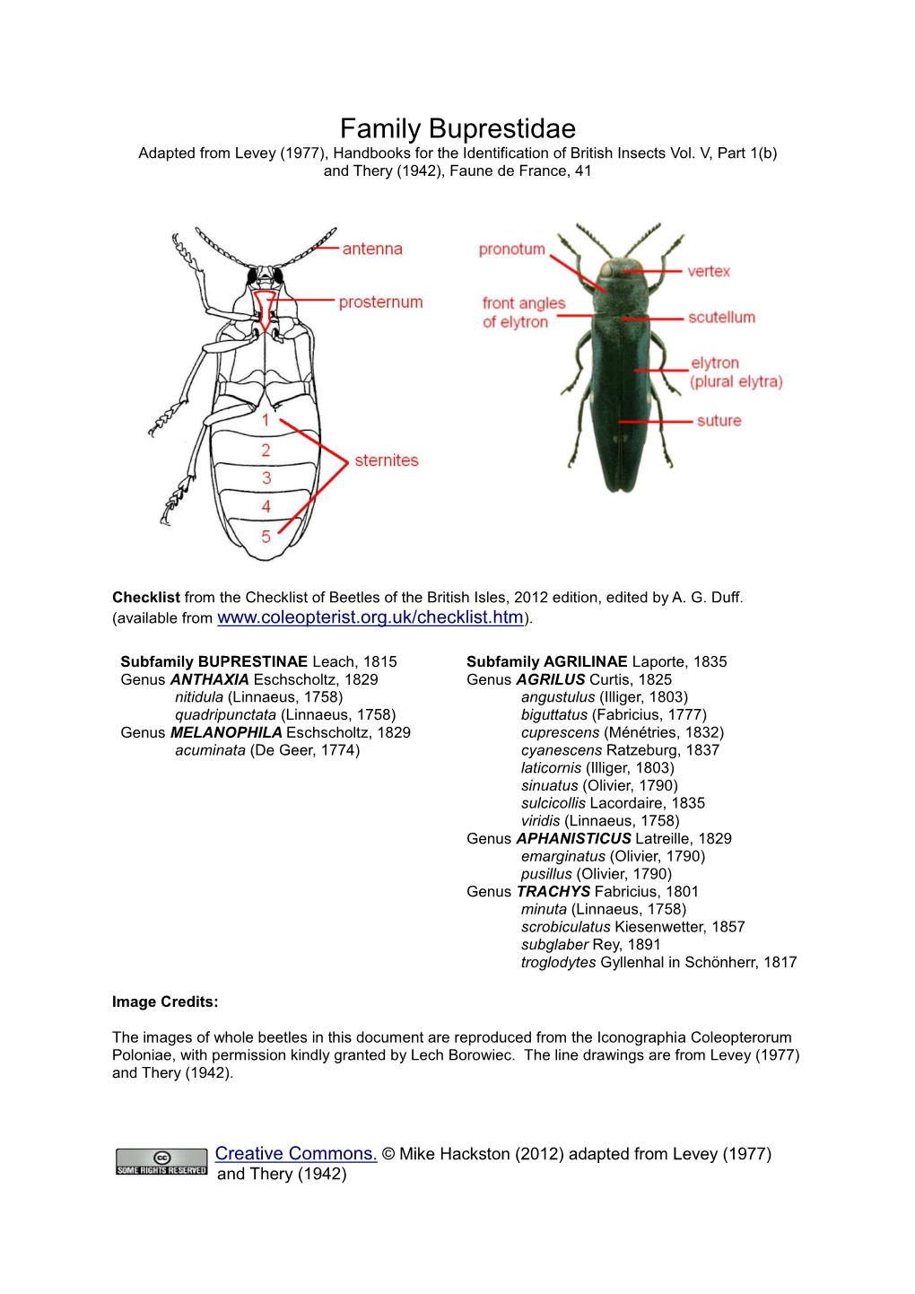 Key to the British Species of Family Buprestidae Adapted from Levey (1977) and Thery (1942)