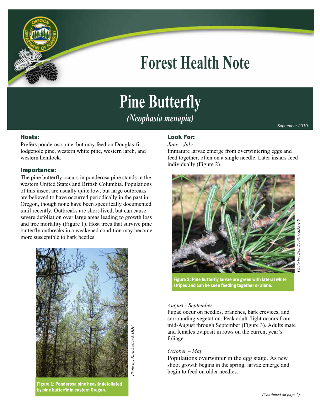 Pine Butterfly