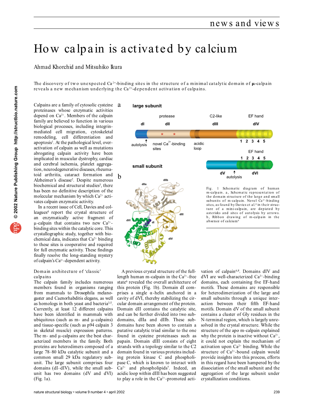 How Calpain Is Activated by Calcium