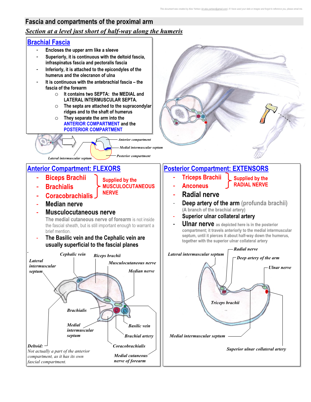 Radial Nerve