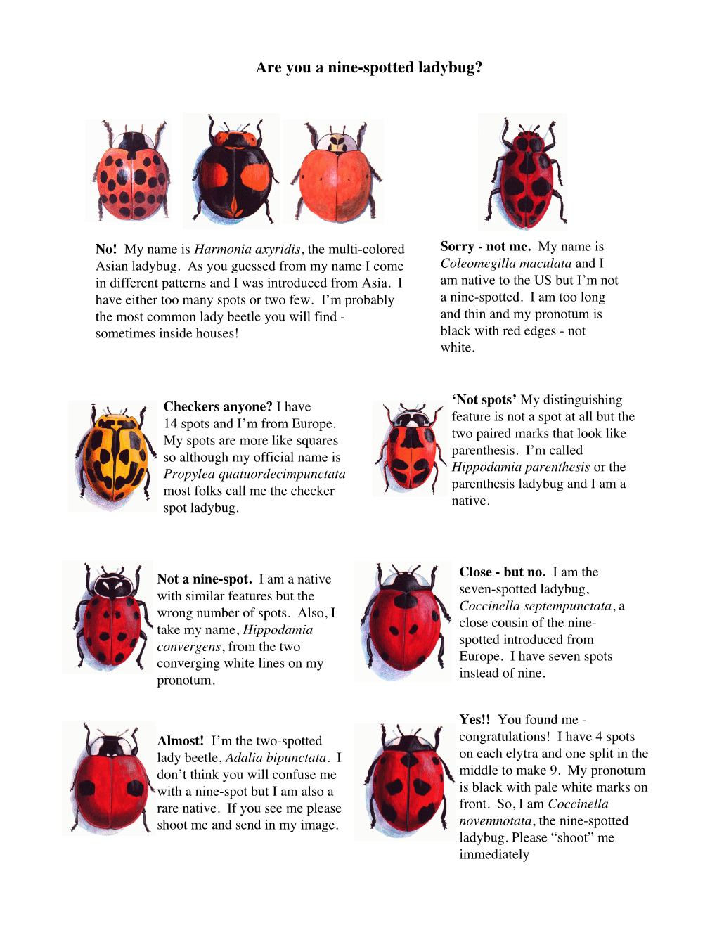 Are You a Nine-Spotted Ladybug?