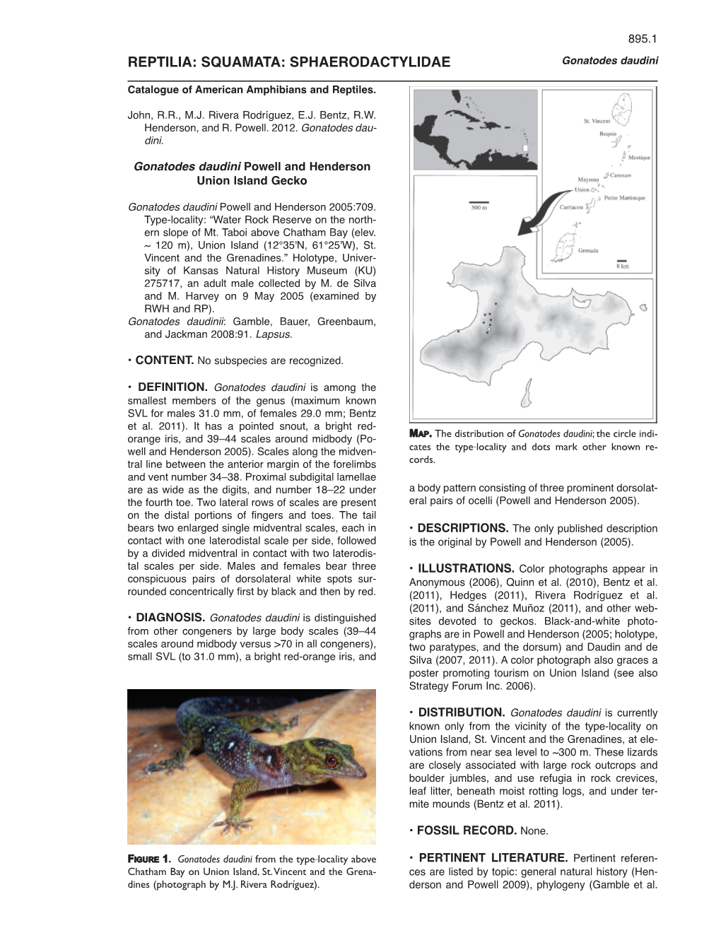 REPTILIA: SQUAMATA: SPHAERODACTYLIDAE Gonatodes Daudini