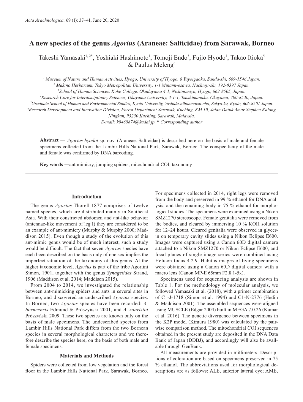 A New Species of the Genus Agorius (Araneae: Salticidae) from Sarawak, Borneo