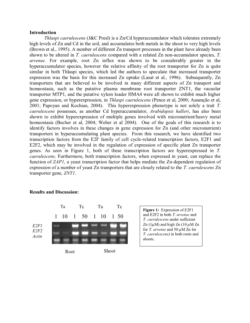 Thlaspi Caerulescens (J&C Presl) Is a Zn/Cd Hyperaccumulator Which Tolerates Extremely High Zn and Cd Exposures, Both Metals