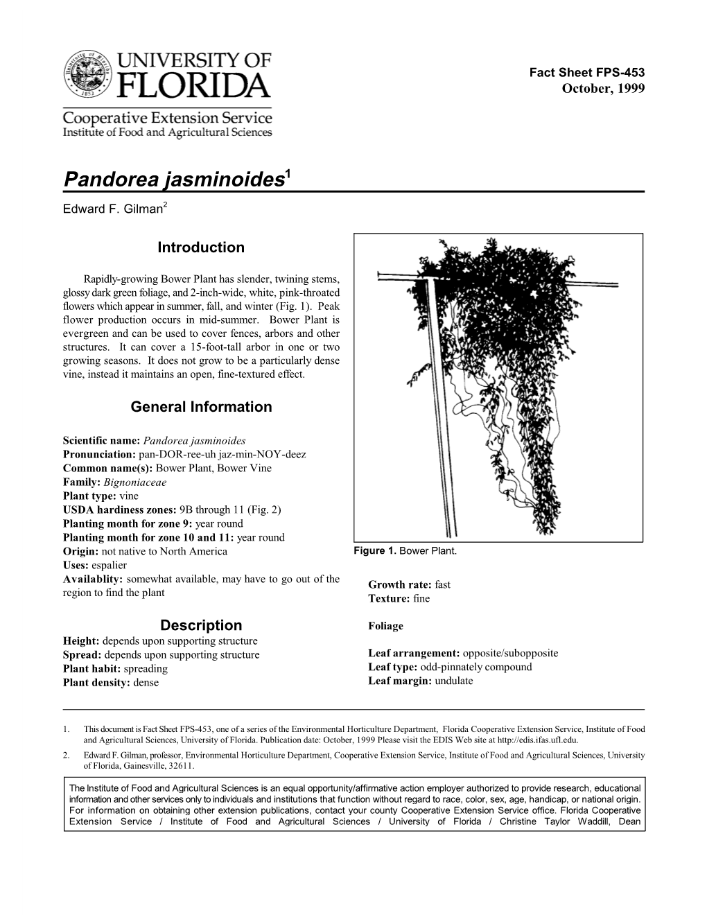 Pandorea Jasminoides1