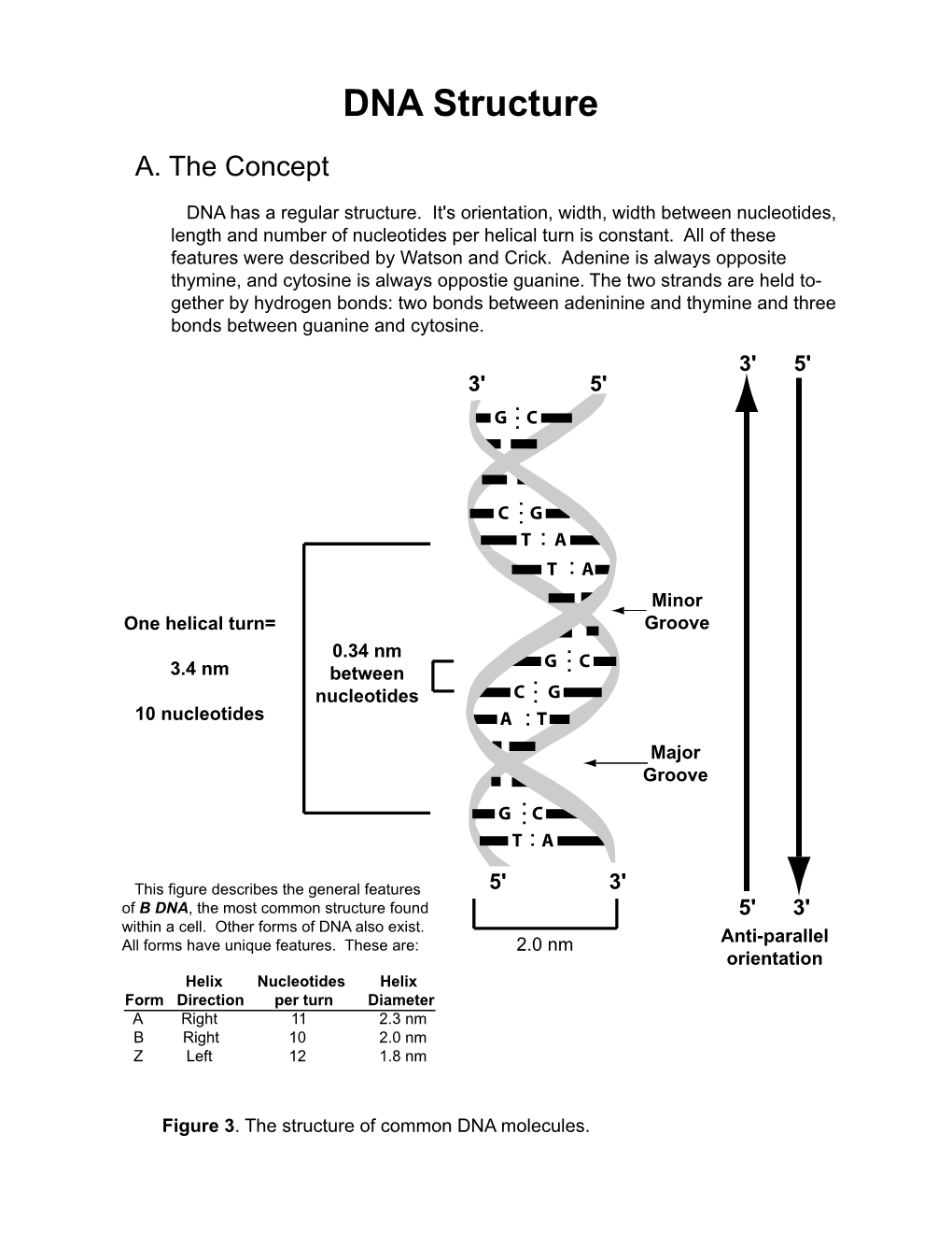 DNA Structure A