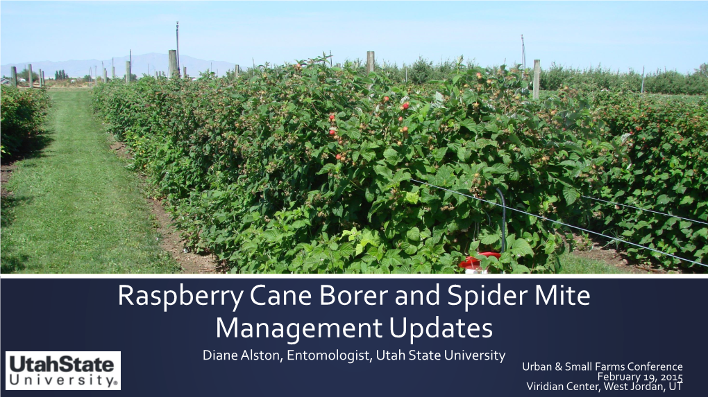 Raspberry Cane Borer and Spider Mite Management Updates