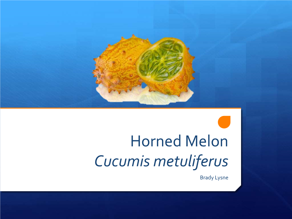 Horned Melon Cucumis Metuliferus Brady Lysne Horned Melon