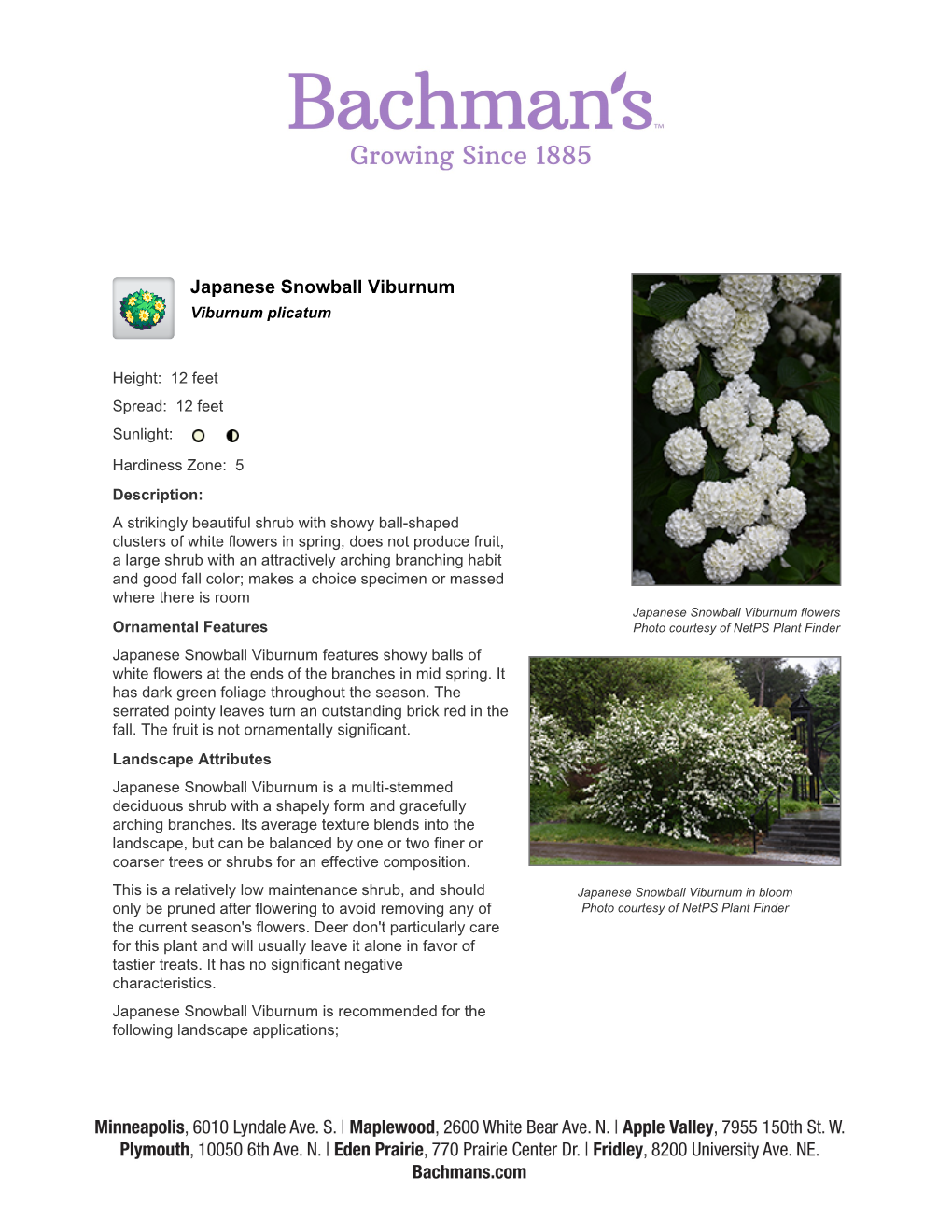 Bachman's Landscaping Japanese Snowball Viburnum