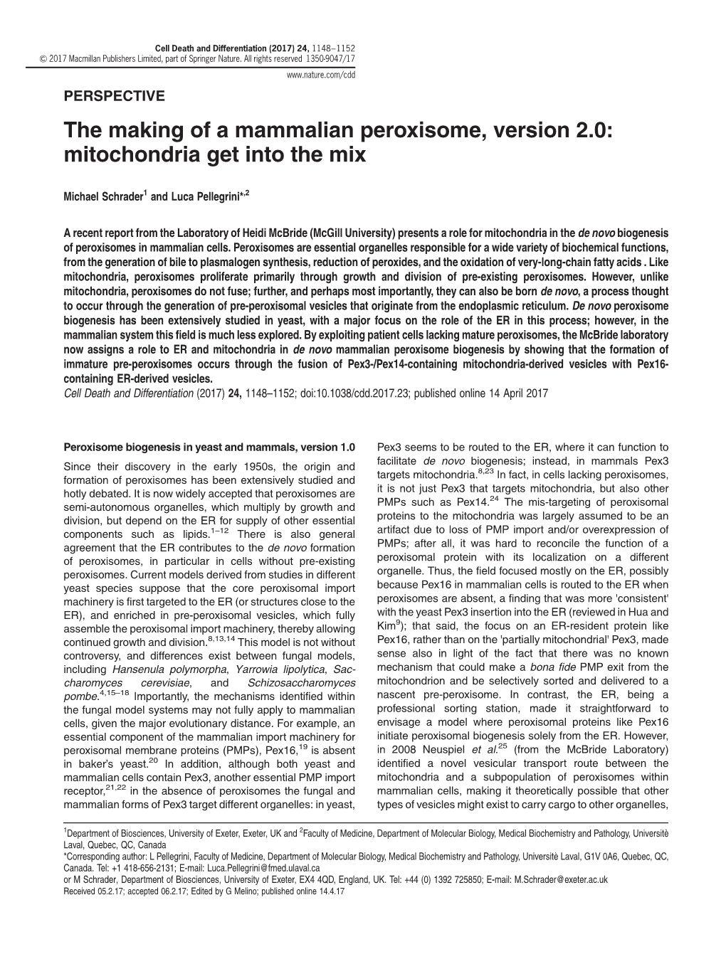 The Making of a Mammalian Peroxisome, Version 2.0: Mitochondria Get Into the Mix