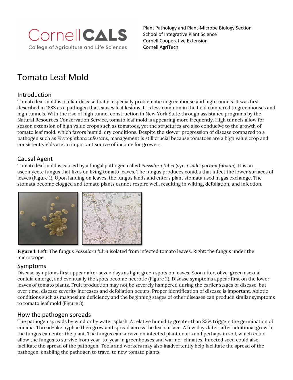 Tomato Leafmold Factsheet