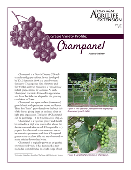 Champanel Grapes Make Excellent Jelly and Are Often Used to Make a Fruity-Flavored Red Wine