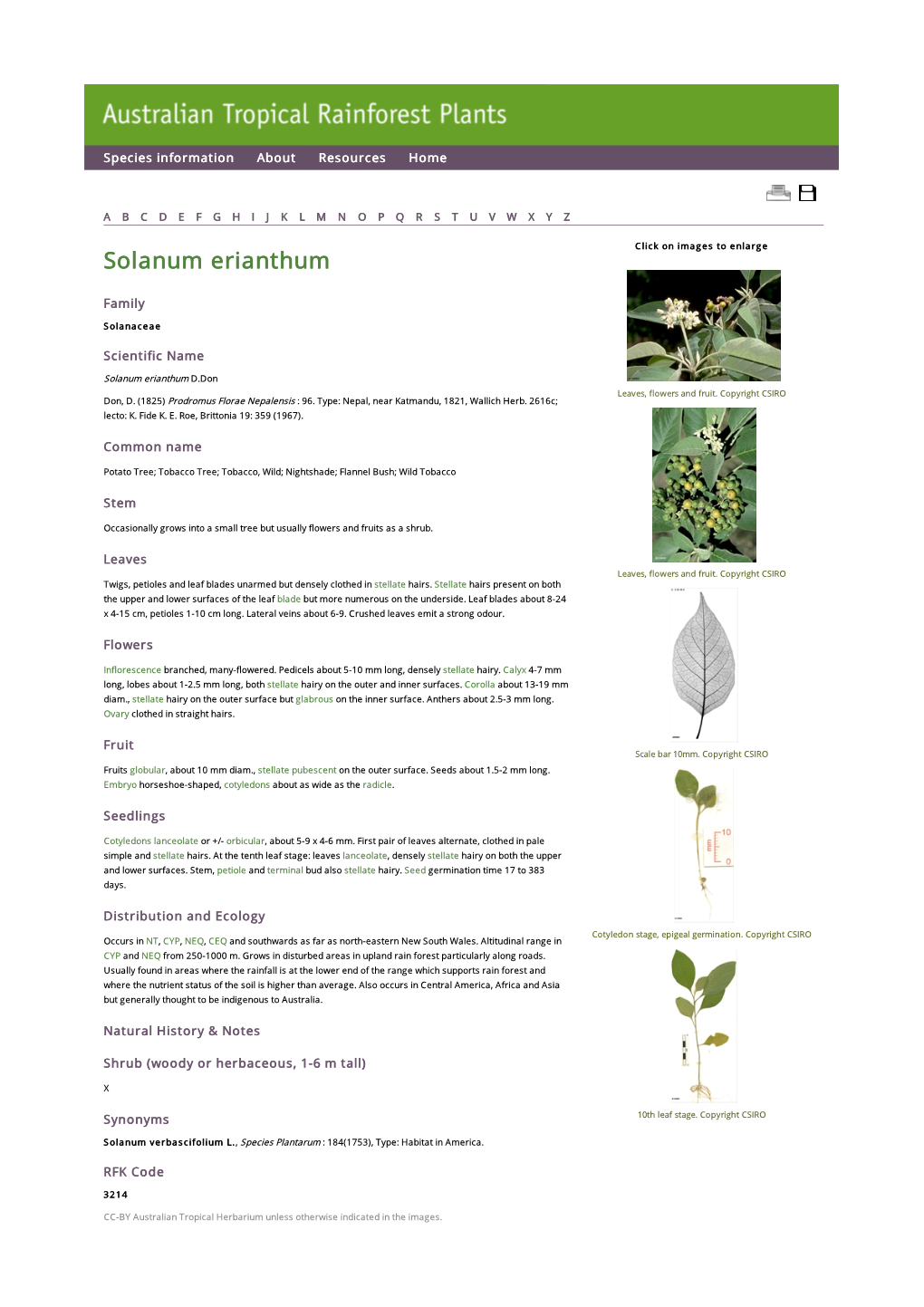 Solanum Erianthum Click on Images to Enlarge